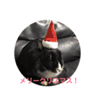 ふるかわさんちのうさぎPart2（個別スタンプ：13）