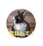 ふるかわさんちのうさぎPart2（個別スタンプ：14）