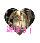 ふるかわさんちのうさぎPart2（個別スタンプ：15）