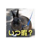 ふるかわさんちのうさぎPart2（個別スタンプ：16）