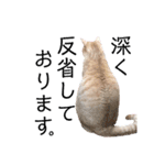 ボロニーズとハバニーズとお友達の猫さん（個別スタンプ：17）