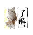 ボロニーズとハバニーズとお友達の猫さん（個別スタンプ：20）