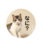 てんてんの日常スタンプ（個別スタンプ：1）