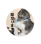てんてんの日常スタンプ（個別スタンプ：3）