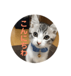 てんてんの日常スタンプ（個別スタンプ：4）
