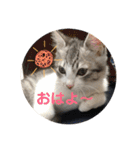 てんてんの日常スタンプ（個別スタンプ：5）