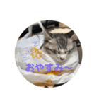 てんてんの日常スタンプ（個別スタンプ：6）