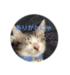 てんてんの日常スタンプ（個別スタンプ：10）