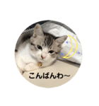 てんてんの日常スタンプ（個別スタンプ：12）
