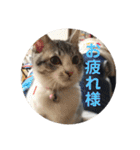 てんてんの日常スタンプ（個別スタンプ：14）