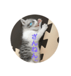 てんてんの日常スタンプ（個別スタンプ：20）