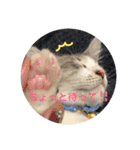 てんてんの日常スタンプ（個別スタンプ：21）