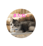 てんてんの日常スタンプ（個別スタンプ：24）