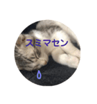 てんてんの日常スタンプ（個別スタンプ：25）