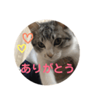 てんてんの日常スタンプ（個別スタンプ：26）