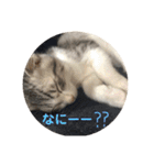 てんてんの日常スタンプ（個別スタンプ：29）