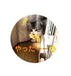 てんてんの日常スタンプ（個別スタンプ：30）