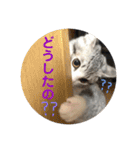 てんてんの日常スタンプ（個別スタンプ：31）
