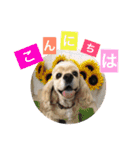我が家の愛犬 全員集合！（個別スタンプ：1）