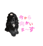 我が家の愛犬 全員集合！（個別スタンプ：2）