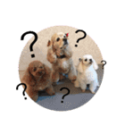 我が家の愛犬 全員集合！（個別スタンプ：3）