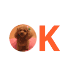 我が家の愛犬 全員集合！（個別スタンプ：4）