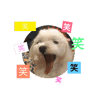 我が家の愛犬 全員集合！（個別スタンプ：5）