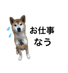 我が家の愛犬 全員集合！（個別スタンプ：6）