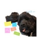 我が家の愛犬 全員集合！（個別スタンプ：7）
