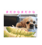 我が家の愛犬 全員集合！（個別スタンプ：8）