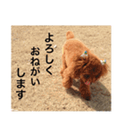 我が家の愛犬 全員集合！（個別スタンプ：9）