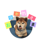 我が家の愛犬 全員集合！（個別スタンプ：12）
