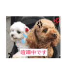 我が家の愛犬 全員集合！（個別スタンプ：13）