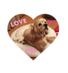 我が家の愛犬 全員集合！（個別スタンプ：14）