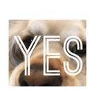 我が家の愛犬 全員集合！（個別スタンプ：15）