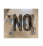 我が家の愛犬 全員集合！（個別スタンプ：16）