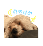 僕はサシャ。（個別スタンプ：1）