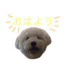 僕はサシャ。（個別スタンプ：2）
