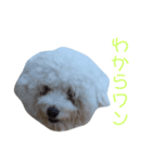 僕はサシャ。（個別スタンプ：4）