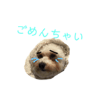 僕はサシャ。（個別スタンプ：6）