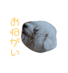 僕はサシャ。（個別スタンプ：7）