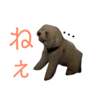 僕はサシャ。（個別スタンプ：8）