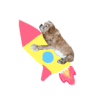 アメリカンコッカースパニエルゆずちゃん2（個別スタンプ：3）