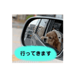 アメリカンコッカースパニエルゆずちゃん2（個別スタンプ：4）
