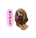 アメリカンコッカースパニエルゆずちゃん2（個別スタンプ：5）
