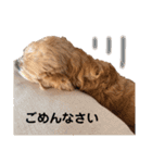 アメリカンコッカースパニエルゆずちゃん2（個別スタンプ：6）
