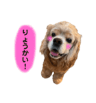 アメリカンコッカースパニエルゆずちゃん2（個別スタンプ：11）