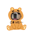 アメリカンコッカースパニエルゆずちゃん2（個別スタンプ：12）