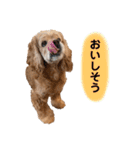 アメリカンコッカースパニエルゆずちゃん2（個別スタンプ：13）