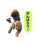 アメリカンコッカースパニエルゆずちゃん2（個別スタンプ：16）
